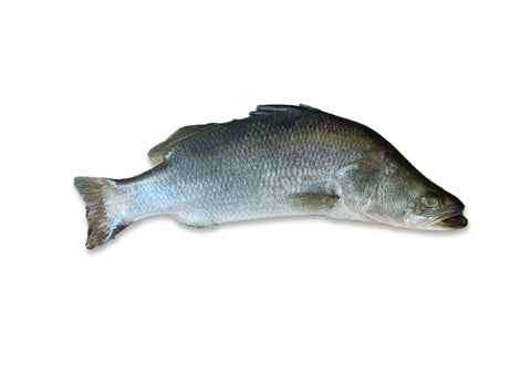 Barramundi, Whole +/- 4.2kg, Malaysia