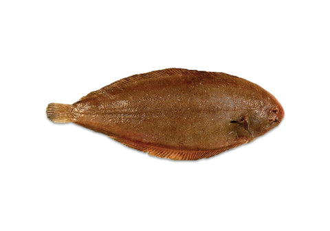 Sole, Dover Sole, Whole +/-400g, United Kingdom