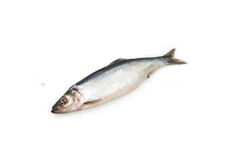 Herring, Dutch Herring, Whole +/-150g, Holland