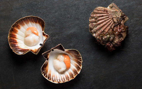 Scallop, Fresh Hand-Dived, UK- 6pcs