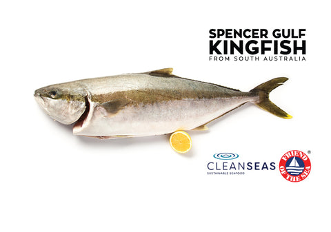 [PRE ORDER & DEPOSIT] Kingfish, Yellowtail, Whole, South Australia