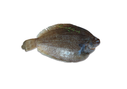 Sole, IQF Lemon Sole, Whole +/-350g, New Zealand