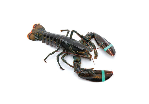 Blanched Boston Lobster, 600-700g, USA