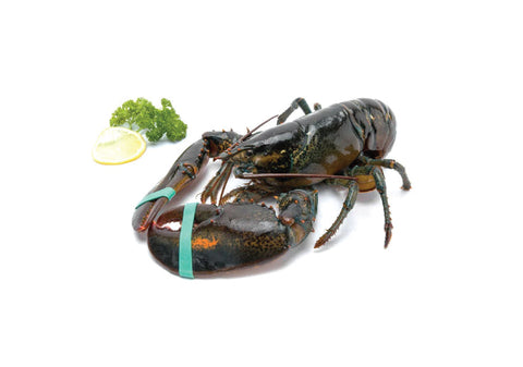 Blanched Boston Lobster, 600-700g, USA