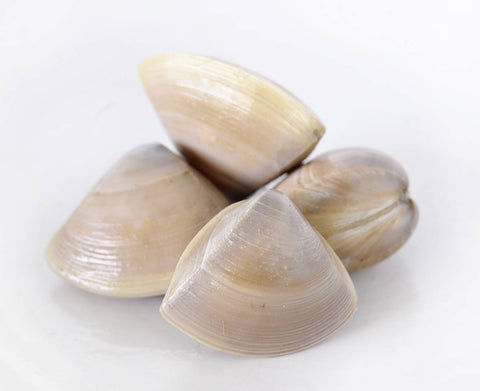 Clams, Frozen Cloudy Bay Clams, Diamond Shell, 1kg, New Zealand