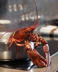 Cooked Boston Lobster, 500-600g, USA