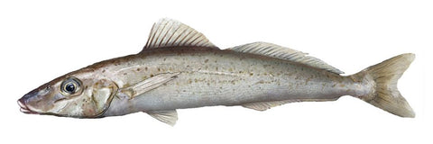 Whiting, Whole 800-900g UK
