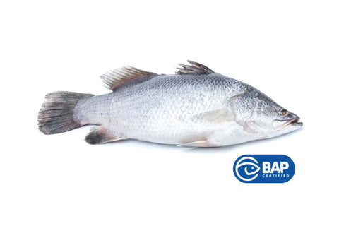 [PRE ORDER] Barramundi, Whole +/- 5kg, Australia