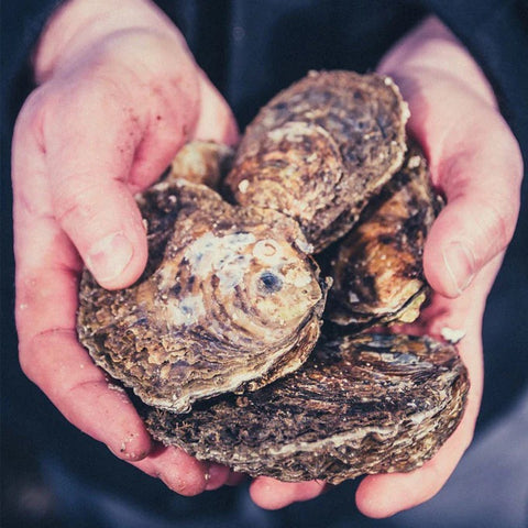 Loch Ryan Native, Scotland