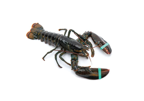Lobster, Live Boston Lobster, 500-600g, USA