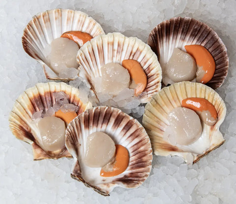 Scallop, Fresh Hand-Dived, UK- 6pcs