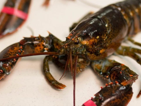 Lobster, Frozen Boston Lobster, 500-600g, USA