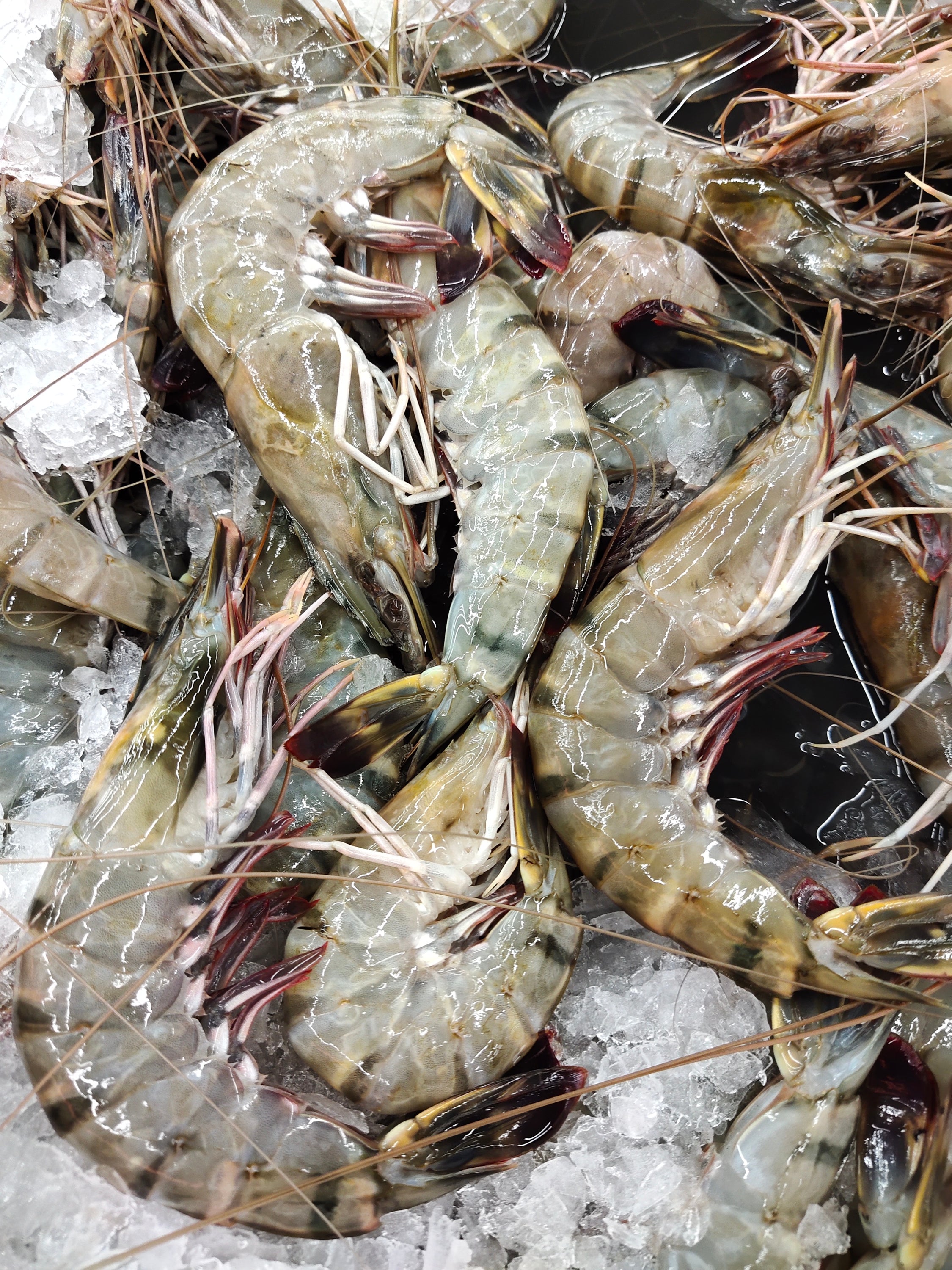 Prawn,Fresh-Frozen Tiger Prawn, nett 1kg, Malaysia – SOUTHERN ROCK SEAFOOD