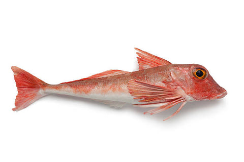 Red Gurnard Whole, UK 600-700gm