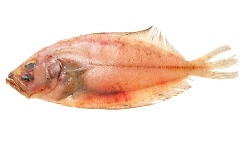 Cornish Sole ( Megrim ) 300-400gm, UK